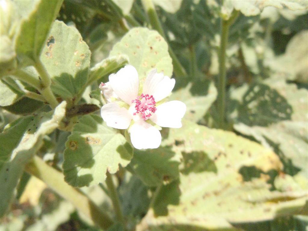 Althaea officinalis / Altea comune